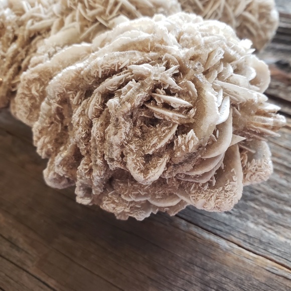 Desert Rose Beautiful Large - Picture 7 of 7